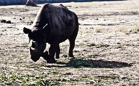 47299_SL_COLOR_INDIA_1987_3