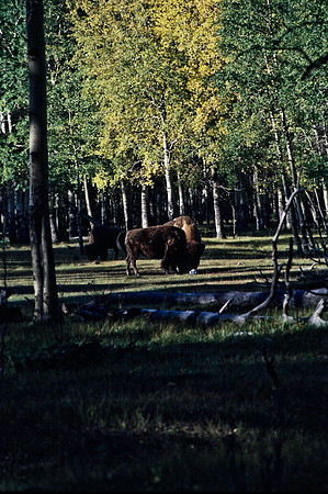 06825_B19_SL_COLOR_BISON_NAT_PARK_LAKE_LOUIS_VILLAGE_WS_97_12.jpg