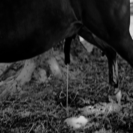 36100_BW_SQ_MT_WHITE_FISH_03_3.jpg
