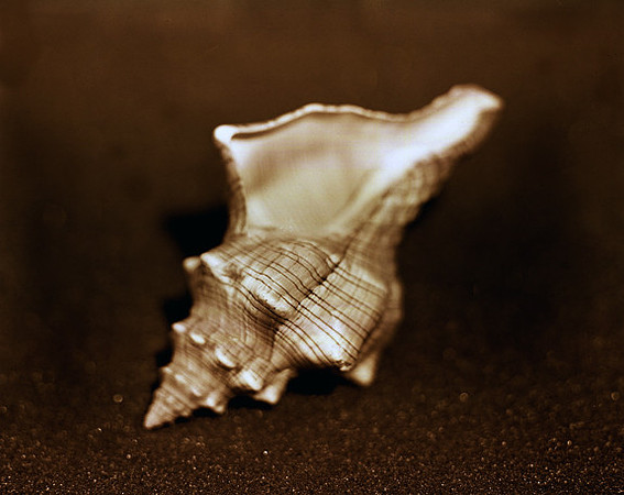 42468_Shells_B