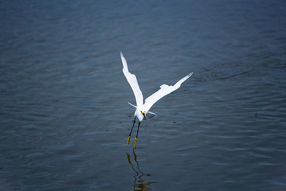 85540_ZV4N7103_Miami_To_Sanibel_Island_FL_Sanibel_FL_USA