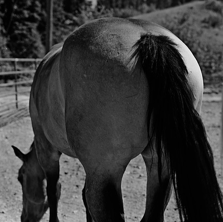 36100_BW_SQ_MT_WHITE_FISH_03_10.jpg