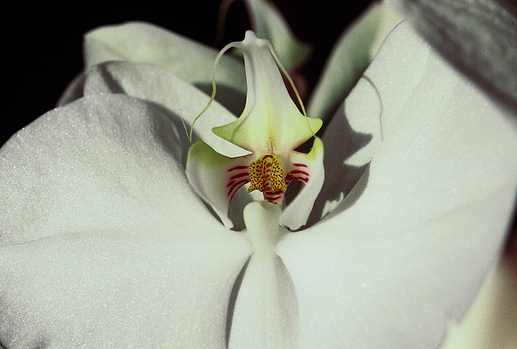 84577_SL_COLOR_WHITE_ORCHID_FL_06_33.tif