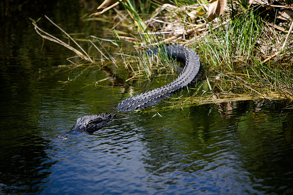 84673_ZV4N_1373_Everglades_Shark_Valley_FL_USA