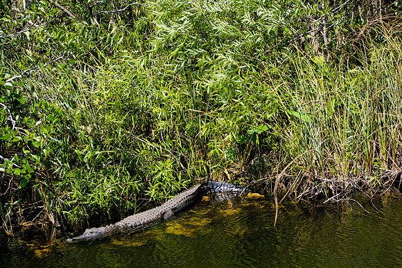 84673_ZV4N_1406_Everglades_Shark_Valley_FL_USA