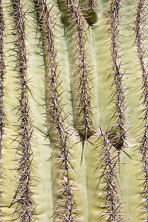 0031_La_Arizona_5L8Y5383