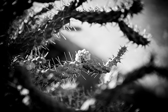 0031_La_Arizona_5L8Y5339