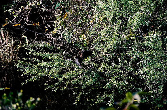 84694_EVERGLADES 33942R5__Azuley-R5-23A