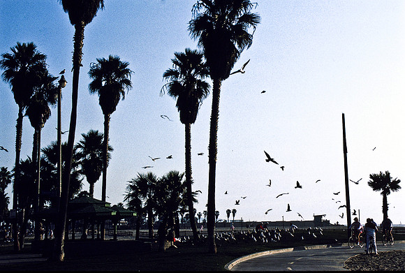 47923_B17_SL_COLOR_LOS_ANGELES_CA_97_05.jpg