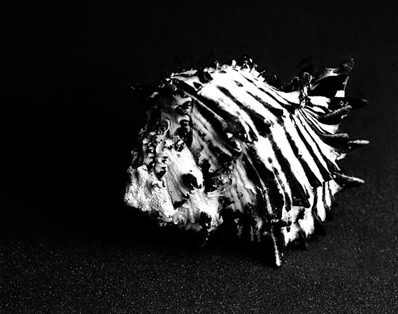 42455_Black_Murex_Shells_C