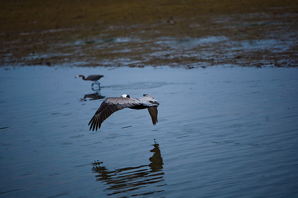 85540_ZV4N7085_Miami_To_Sanibel_Island_FL_Sanibel_FL_USA