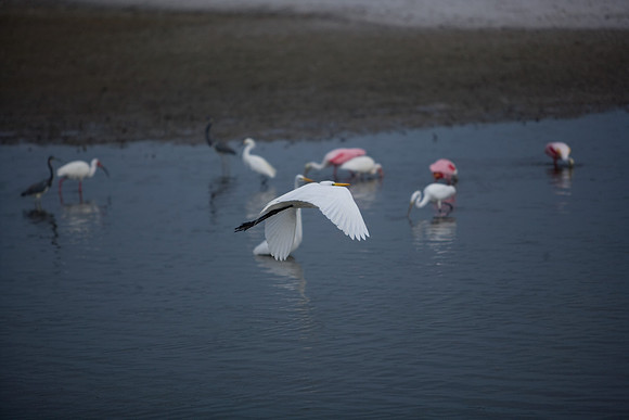 85545_ZV4N_7111_Miami_To_Sanibel_Island_FL