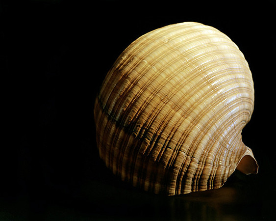 42477_Shells_b