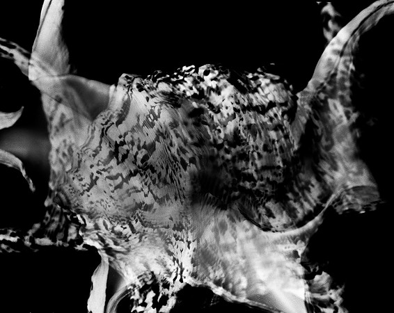 42430_FM_4X5_BW_CHIAGRA_FL_04_06.jpg