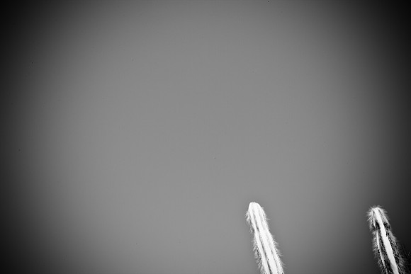 0031_La_Arizona_5L8Y5219