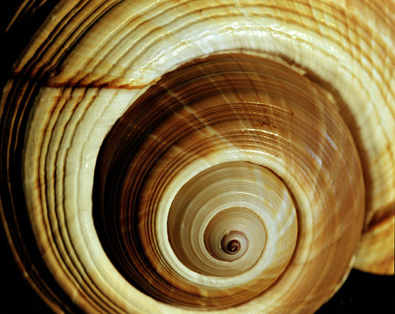 42463_Shells_D