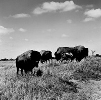 2453_B4P2_BW_SQ_KANSAS_02_2.jpg