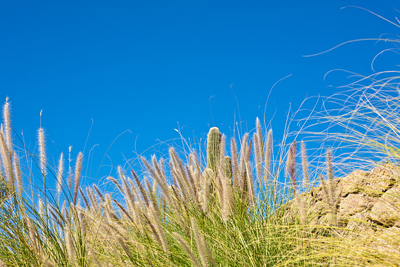 0031_La_Arizona_5L8Y5457