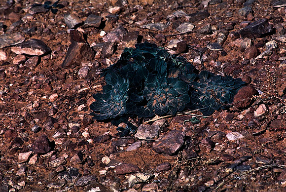 06780_B10_SL_COLOR_MOAB_UT_97_08.jpg