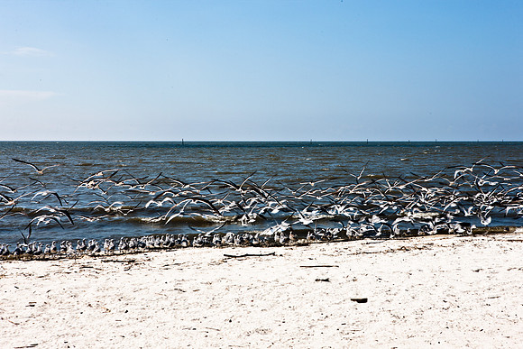 0036-NEW_ORLEANS_TO_PANAMA_CITY_BEACH_5L8Y1157