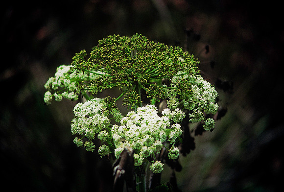47389_B3_SL_COLOR_SURROUNDINGS_NE_97_15.jpg