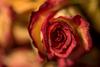 20140722_Roses_Dry_Studio_Shots_CG3P0263