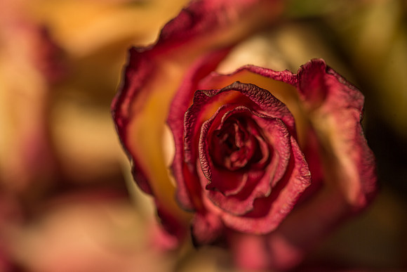 20140722_Roses_Dry_Studio_Shots_CG3P0263
