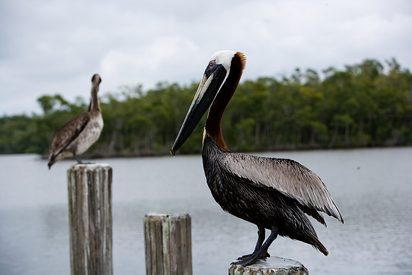 85538_20080323-ZV4N7993_Miami_To_Sanibel_Island_Florida_Everglades_FL_USA