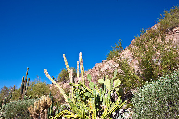 0031_DG_Cactus_Scottsdale_AZ_USA_2009_5L8Y5224