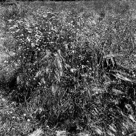 36086_FM_BW_OUT_OF_FOCUS_MENDECINO_CA_03_10.tif