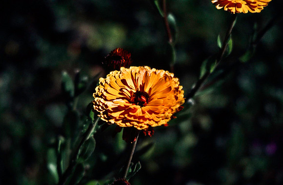 06813_B19_SL_COLOR_WHISTLER_WS_97_16.jpg
