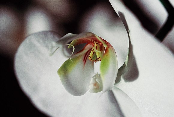 84577_SL_COLOR_WHITE_ORCHID_FL_06_27.tif