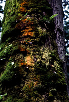 47948_B18_SL_COLOR_BROOKINS_OR_97_19.jpg