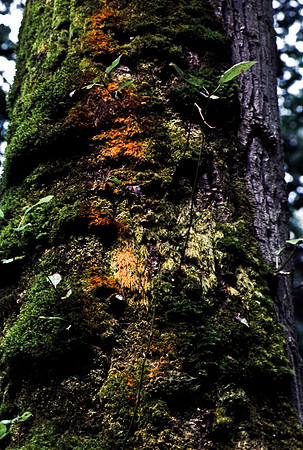 47948_B18_SL_COLOR_BROOKINS_OR_97_19.jpg