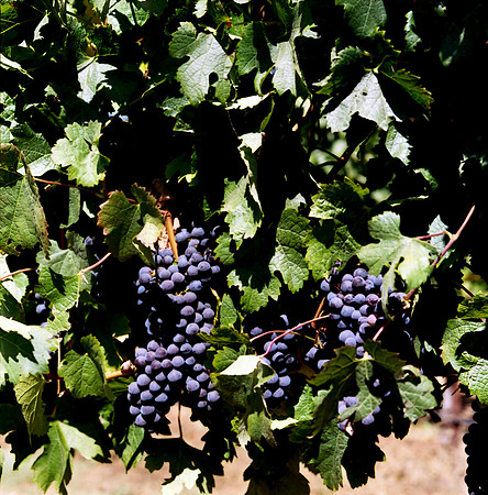 6038_FILM_COLOR_LR_05_USA_CA_4.jpg