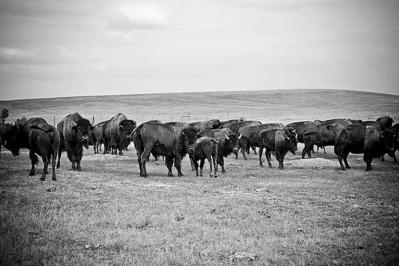 0044_North_Dacota_Fargo_to_South_Rapid_City_TO_CHEYENNE_5L8Y4164