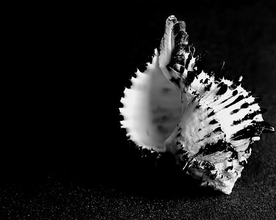 42456_Black_Murex_Shells_C