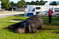 42588_Circus_Miami__Park__IMG_6378
