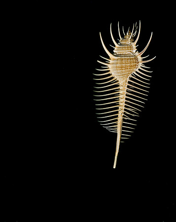 42457_FM_4X5_COLOR_MUREX_VENUS_COMB_SHELLS_FL_04_03.jpg