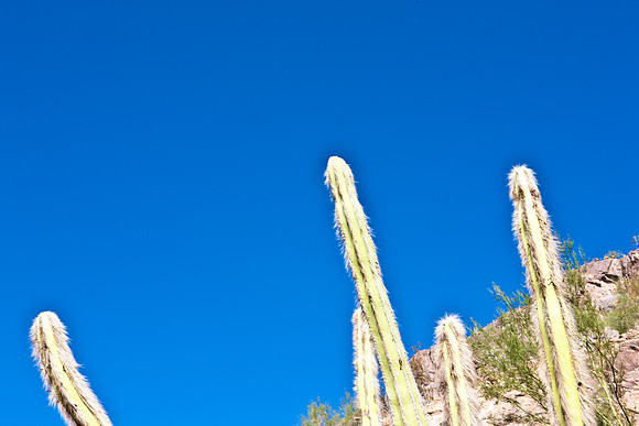 0031_DG_Cactus_Scottsdale_AZ_USA_2009_5L8Y5220