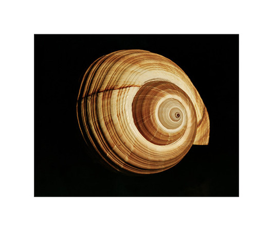 42464_Shells_B_30_20_W