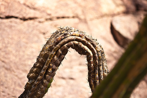 0031_La_Arizona_5L8Y5507