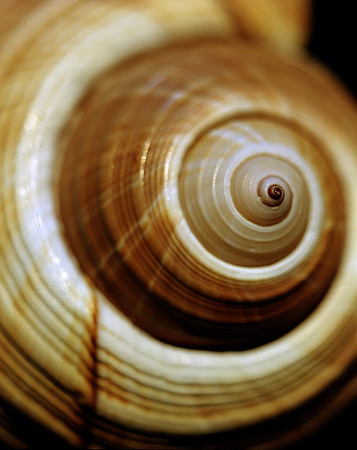 42463_Shells_C