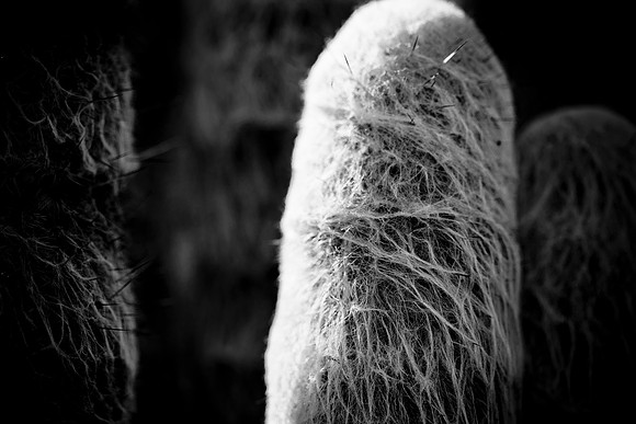 0031_La_Arizona_5L8Y5616