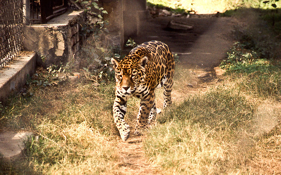 47298_SL_COLOR_INDIA_1987_18