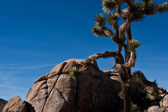 06646_DG_COLOR_JOSHUA_TREE_NAT_PARK_29_PALMS_CALIFORNIA_CA_USA_2007_ZV4N_417