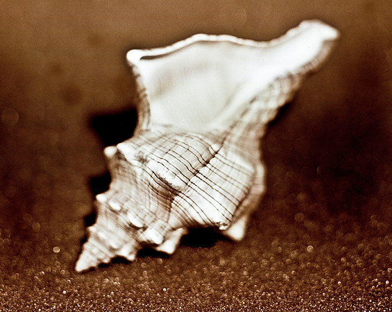 42468_FM_4X5_COLOR_WHELK_LIGHTING_SHELLS_FL_04_04.jpg