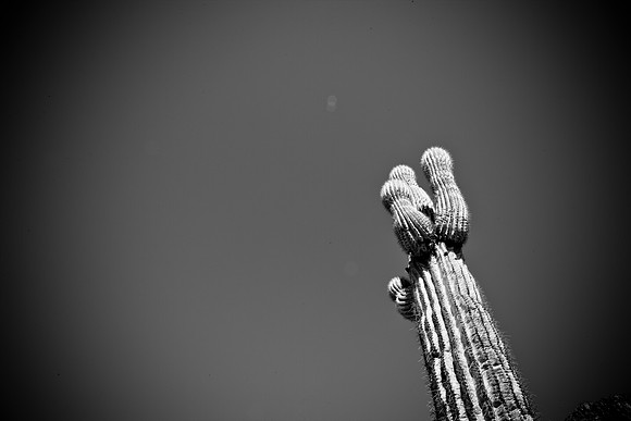 0031_La_Arizona_5L8Y5456