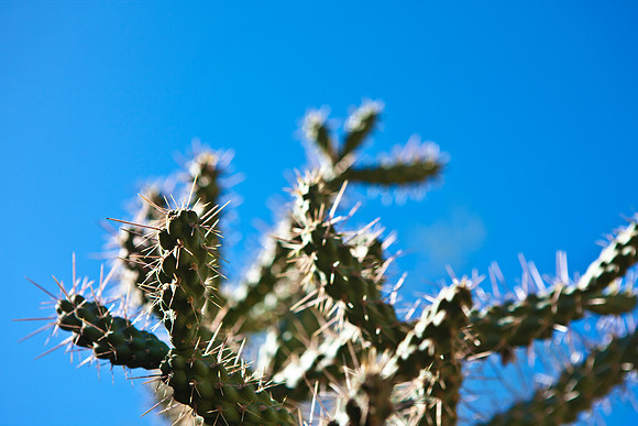 0031_La_Arizona_5L8Y5341