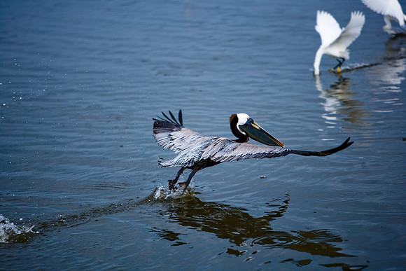 85540_ZV4N7097_Miami_To_Sanibel_Island_FL_Sanibel_FL_USA